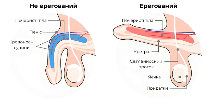 Импотенция: причины и возможные лечения